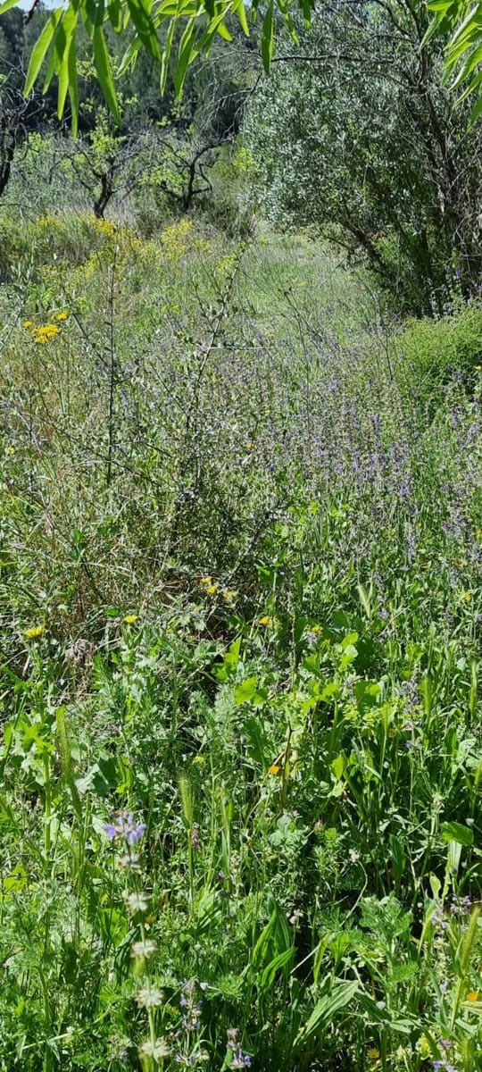 Finca/Landehus til salg i Benifallet - € 27.000 (Ref: 9746810)