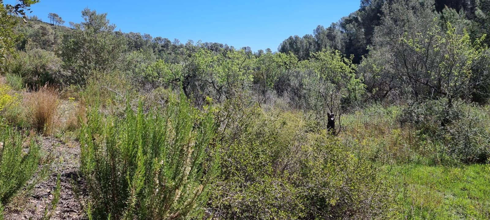 Finca/Landehus til salg i Benifallet - € 27.000 (Ref: 9746810)