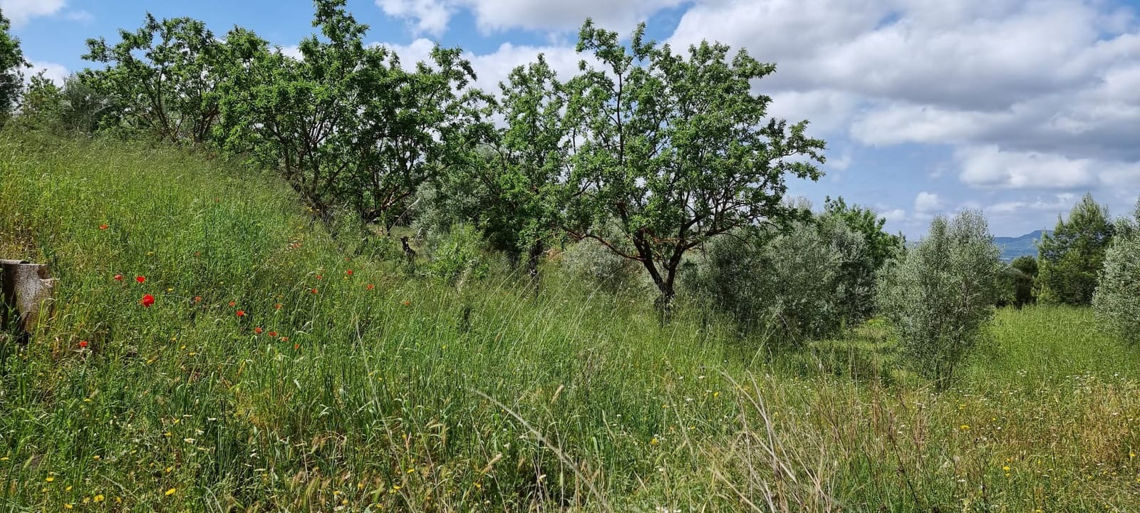 Finka/Dom wiejski na sprzedaż w Tivissa - 165 000 € (Ref: 9796120)