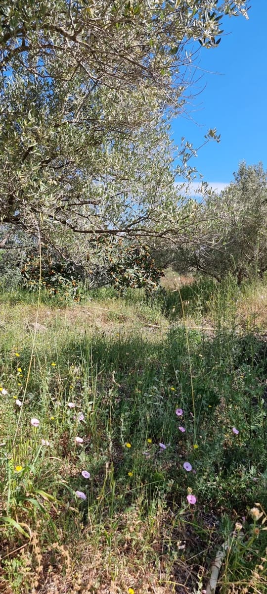 2 soverom Finca/Herregård til salgs i Els Reguers - € 58 000 (Ref: 9804980)