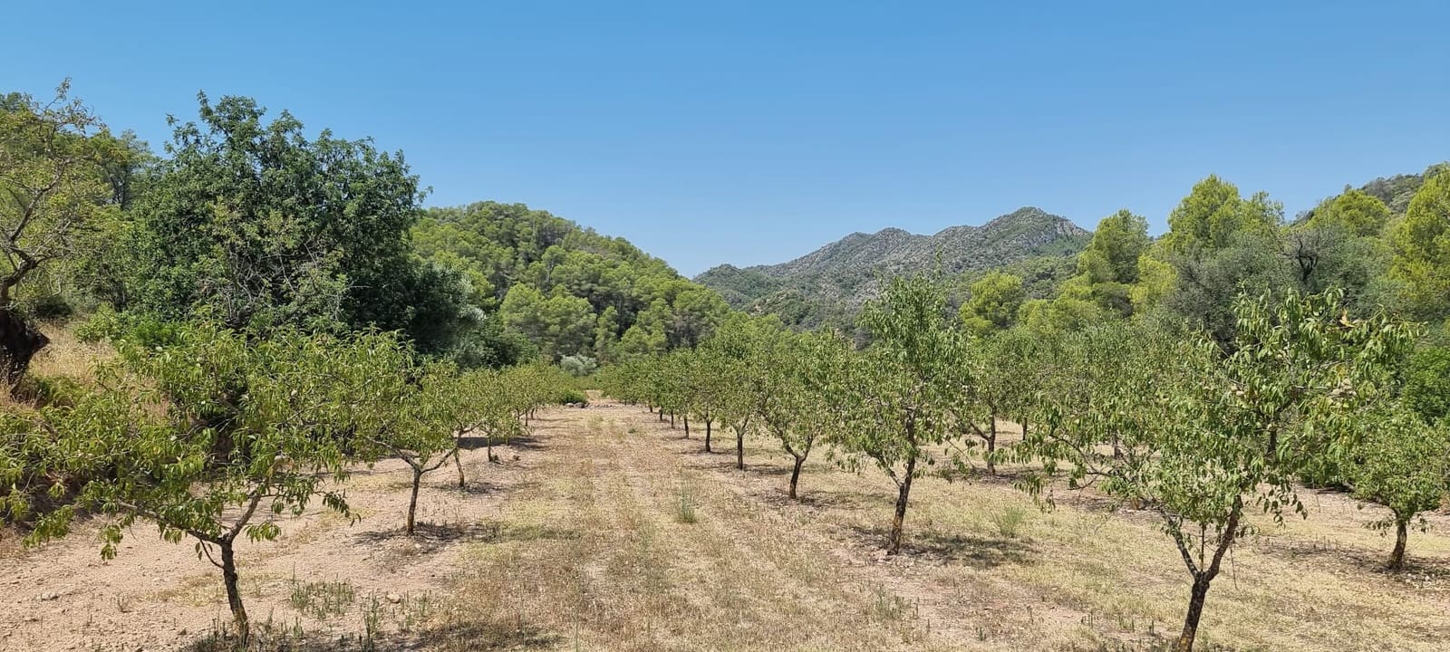 Finca/Country House for sale in Miravet - € 46,000 (Ref: 9958889)