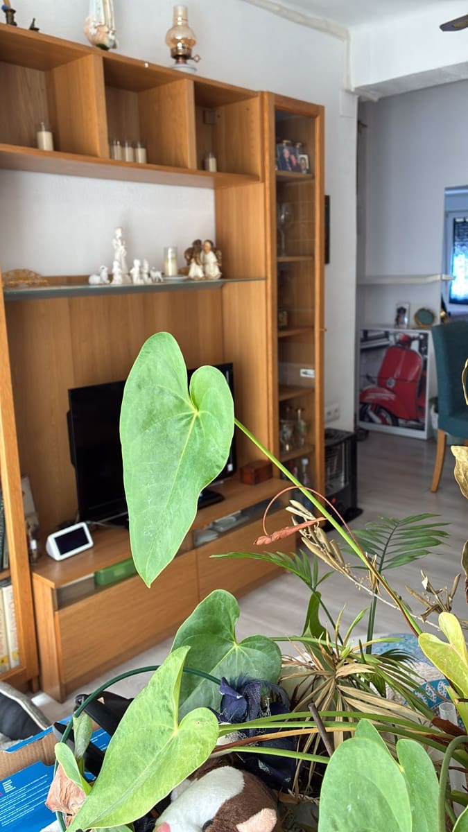 3 makuuhuone Asunto myytävänä paikassa Denia - 189 900 € (Ref: 9381982)