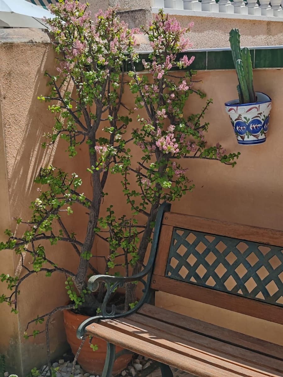 3 makuuhuone Huoneisto myytävänä paikassa Los Altos mukana uima-altaan - 185 000 € (Ref: 9112273)