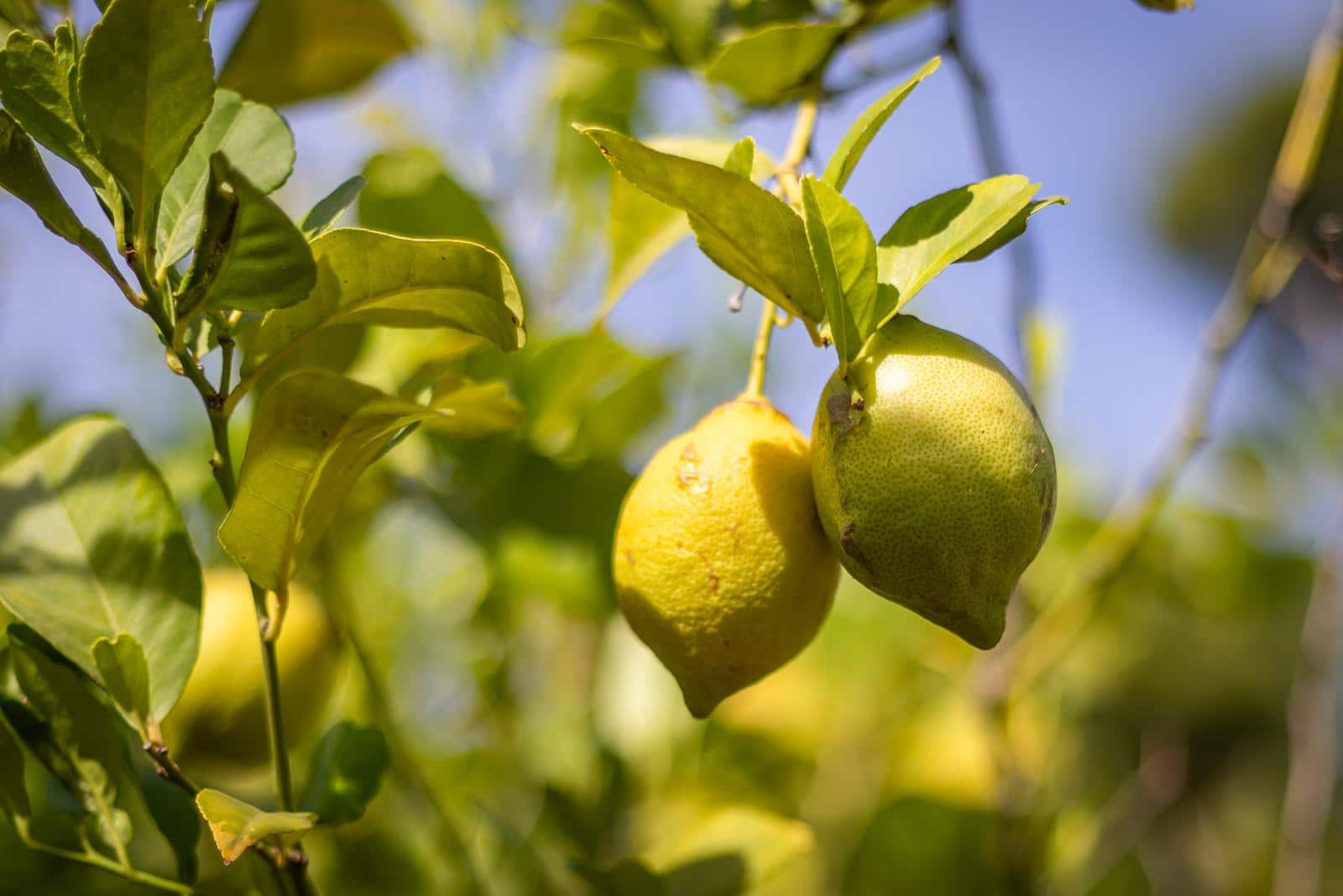 4 Zimmer Villa zu verkaufen in Pedreguer mit Garage - 995.000 € (Ref: 9230221)