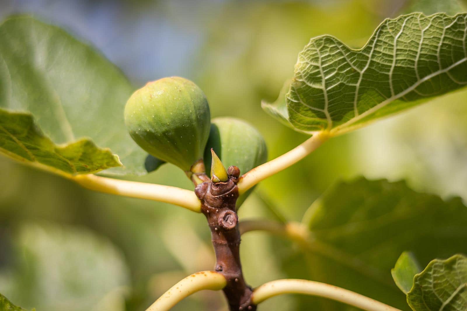 4 Zimmer Villa zu verkaufen in Pedreguer mit Garage - 995.000 € (Ref: 9230221)