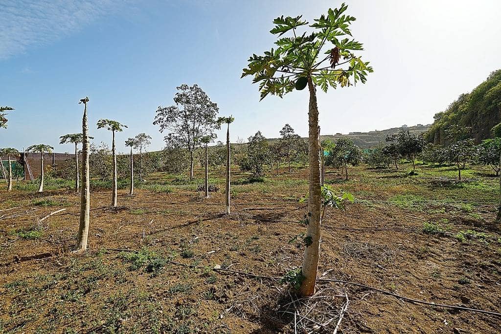 2 soveværelse Finca/Landehus til salg i Santa Maria de Guia de Gran Canaria med garage - € 320.000 (Ref: 8099813)