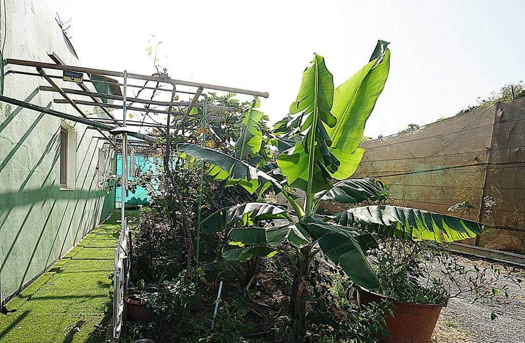 2 soveværelse Finca/Landehus til salg i Santa Maria de Guia de Gran Canaria med garage - € 320.000 (Ref: 8099813)