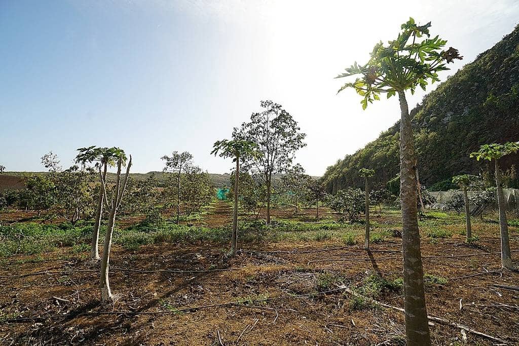 2 soveværelse Finca/Landehus til salg i Santa Maria de Guia de Gran Canaria med garage - € 320.000 (Ref: 8099813)