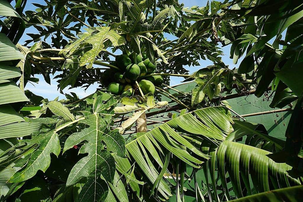 2 soveværelse Finca/Landehus til salg i Santa Maria de Guia de Gran Canaria med garage - € 320.000 (Ref: 8099813)