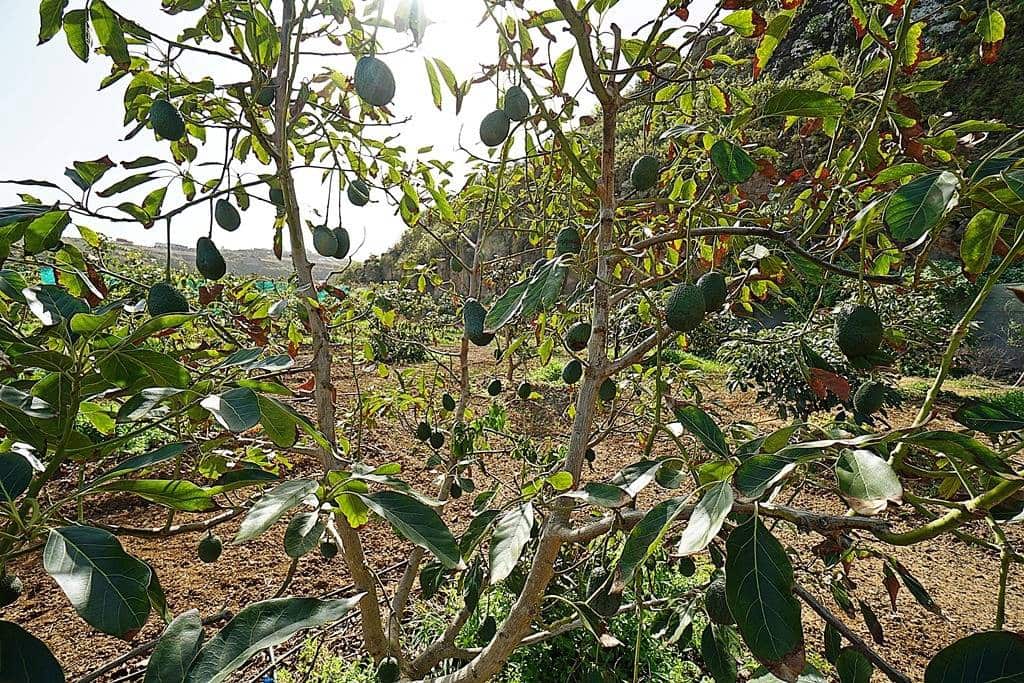 2 soveværelse Finca/Landehus til salg i Santa Maria de Guia de Gran Canaria med garage - € 320.000 (Ref: 8099813)