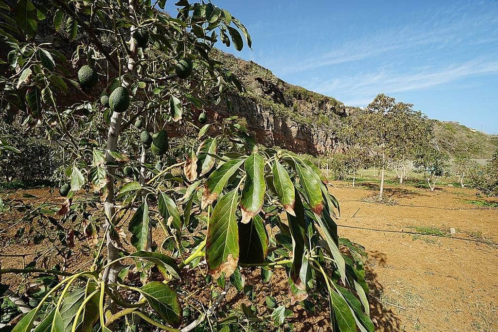 2 soveværelse Finca/Landehus til salg i Santa Maria de Guia de Gran Canaria med garage - € 320.000 (Ref: 8099813)