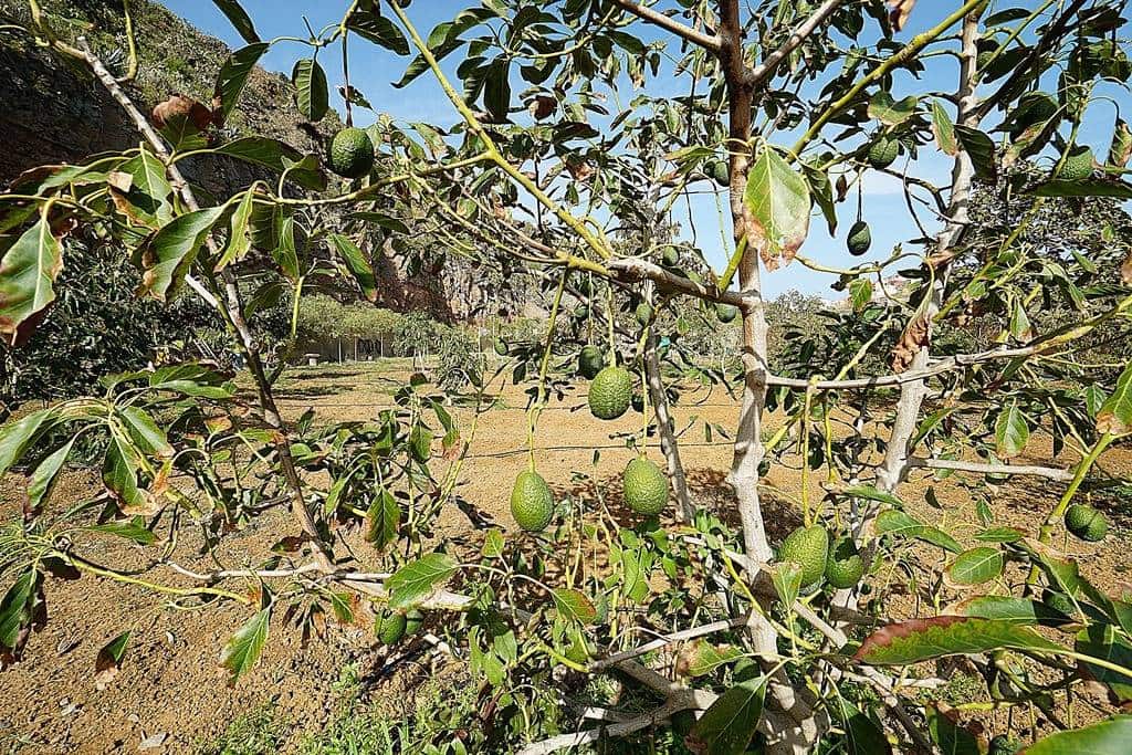 2 soveværelse Finca/Landehus til salg i Santa Maria de Guia de Gran Canaria med garage - € 320.000 (Ref: 8099813)