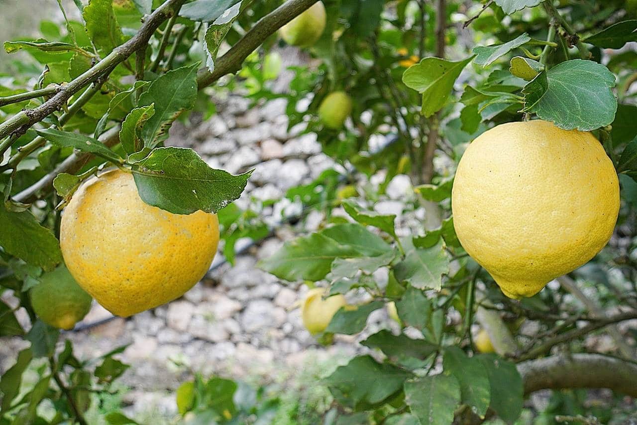 4 sovrum Finca/Hus på landet till salu i Teror - 360 000 € (Ref: 8102502)