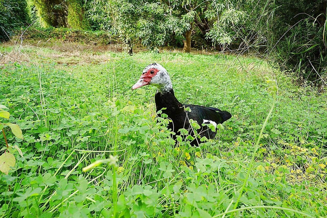 4 sypialnia Finka/Dom wiejski na sprzedaż w Teror - 360 000 € (Ref: 8102502)