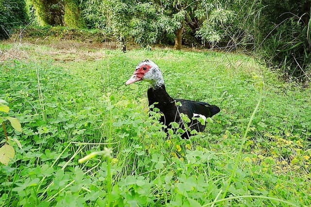 4 Zimmer Finca/Landgut zu verkaufen in Teror - 360.000 € (Ref: 8102502)