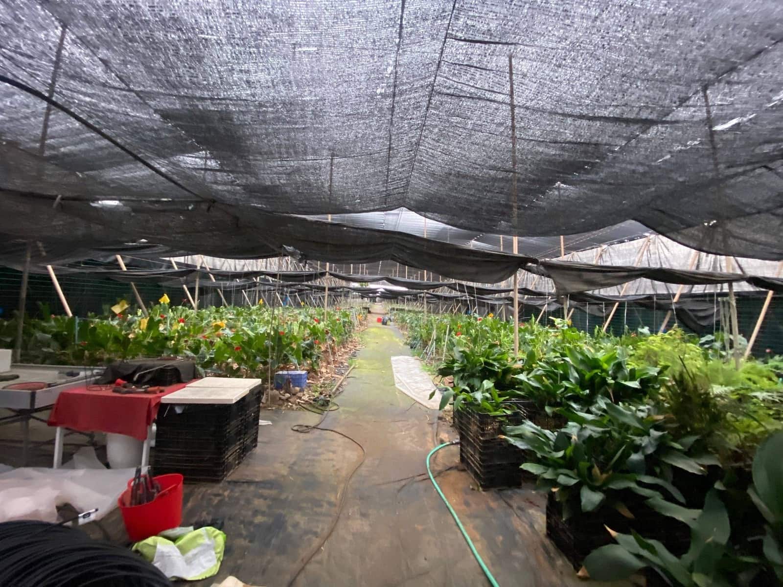 2 soveværelse Finca/Landehus til salg i Santa Maria de Guia de Gran Canaria - € 425.000 (Ref: 8941215)