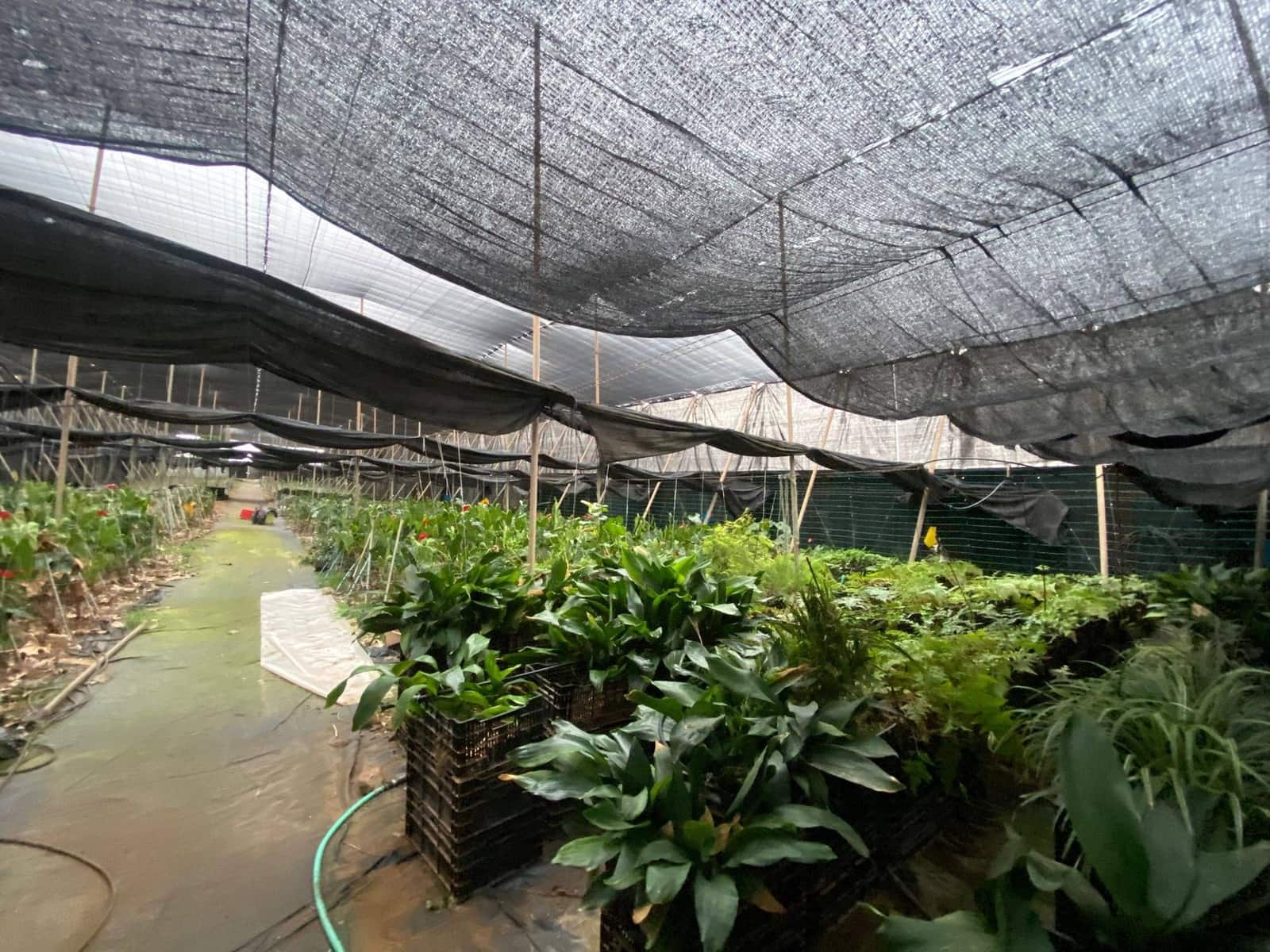 2 soveværelse Finca/Landehus til salg i Santa Maria de Guia de Gran Canaria - € 425.000 (Ref: 8941215)