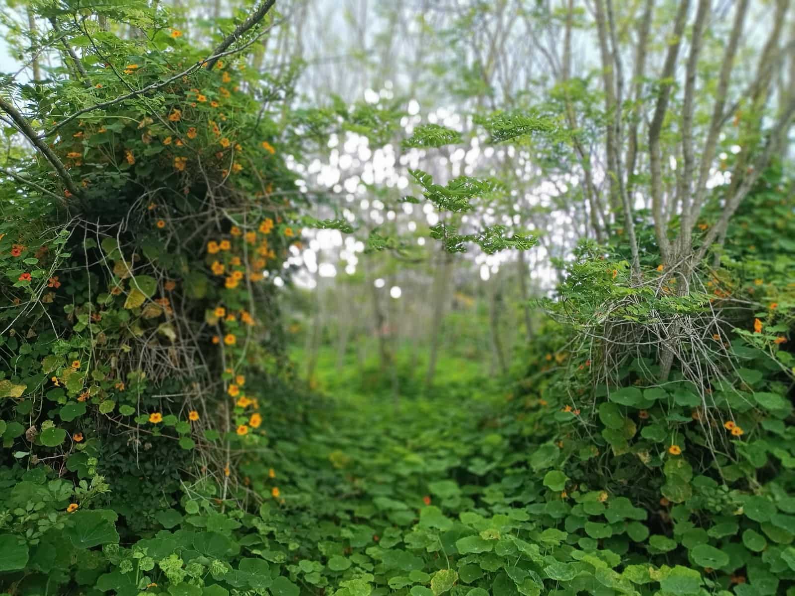 Building Plot for sale in San Cristobal de La Laguna - € 106,000 (Ref: 9048746)