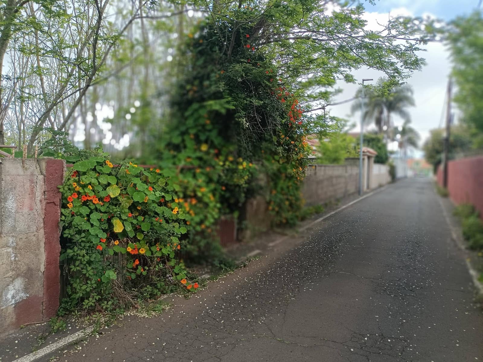 Building Plot for sale in San Cristobal de La Laguna - € 106,000 (Ref: 9048746)