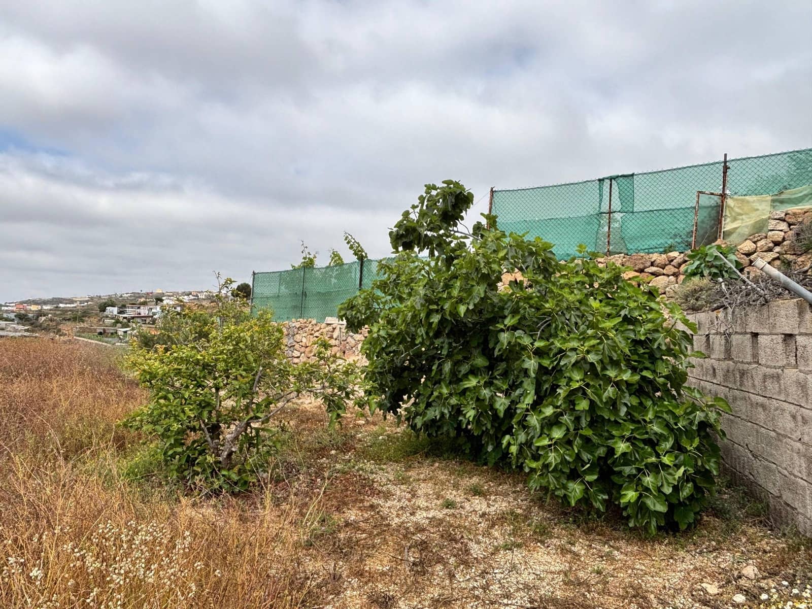 Grunde uden byggetilladelser til salg i Fasnia - € 89.500 (Ref: 9100720)