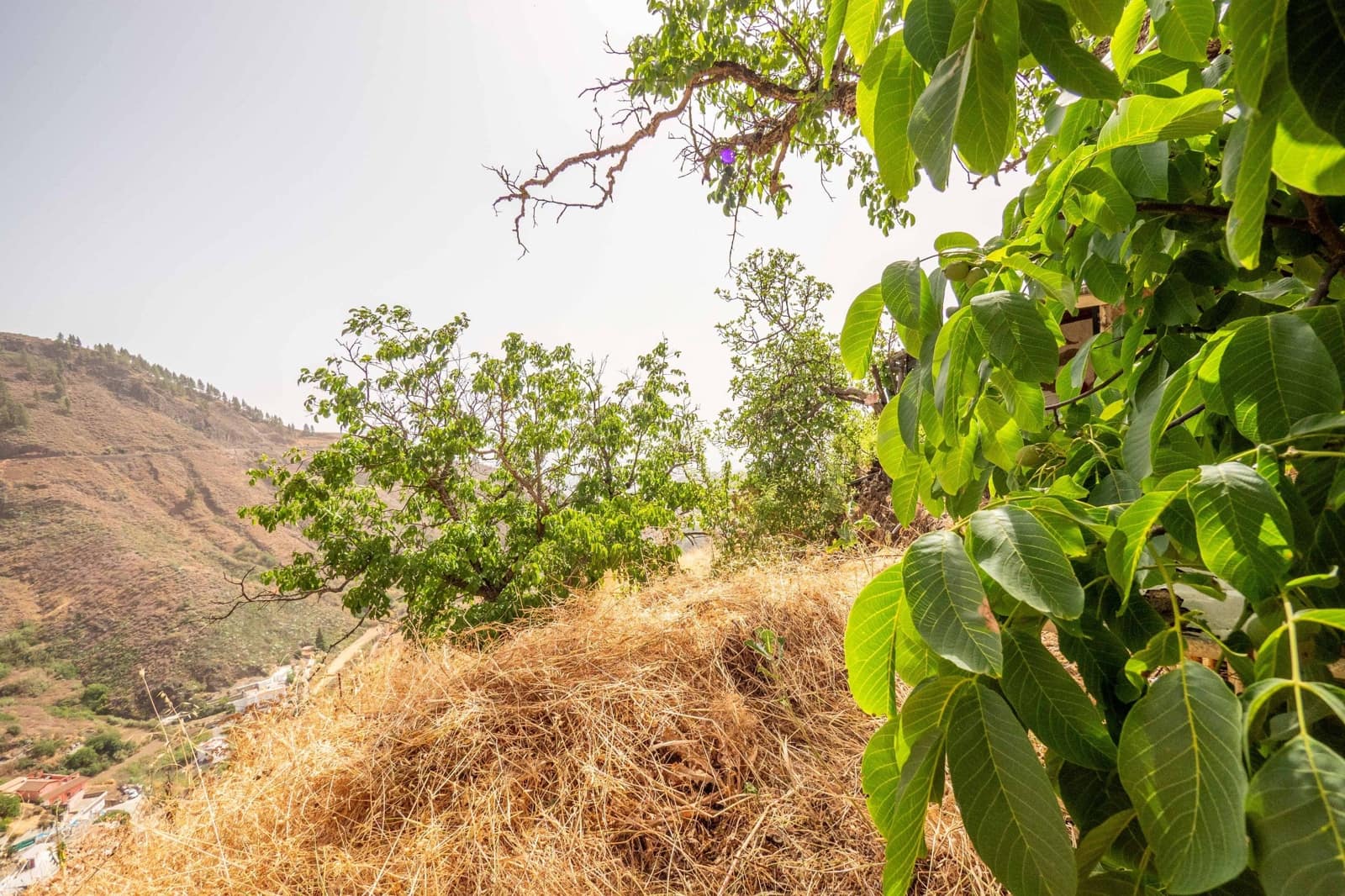 3 sovrum Finca/Hus på landet till salu i Vega de San Mateo - 160 000 € (Ref: 9134443)