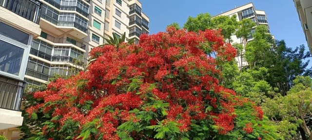 5 sovrum Lägenhet till salu i Santa Cruz de Tenerife med garage - 398 000 € (Ref: 9162272)