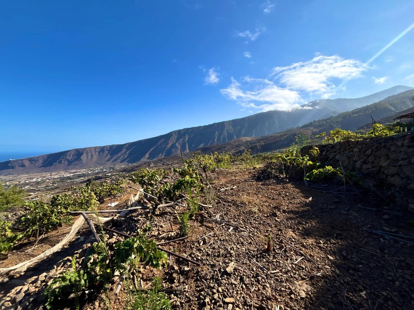 Undeveloped Land for sale in Guimar - € 69,500 (Ref: 9257292)