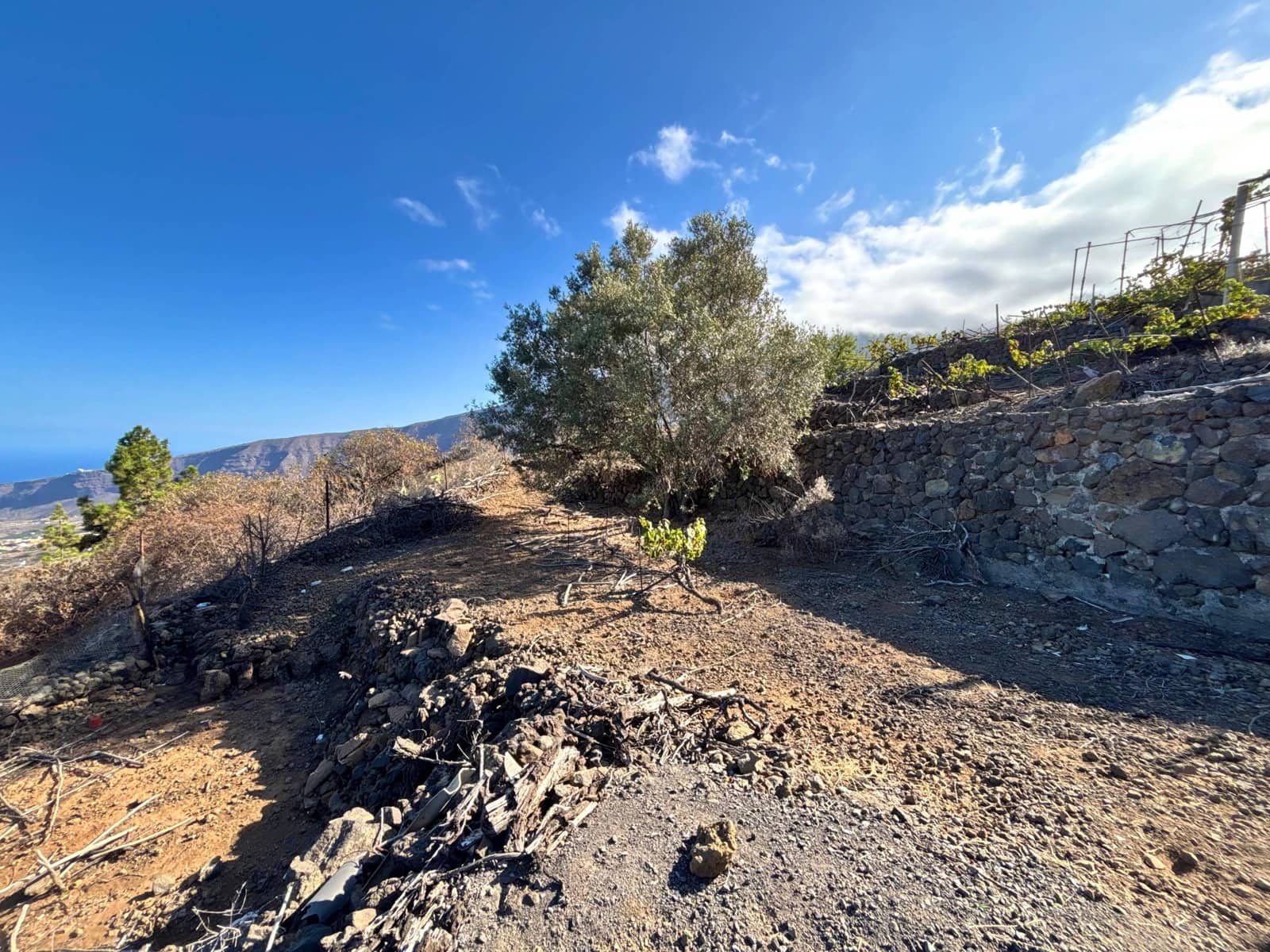 Undeveloped Land for sale in Guimar - € 69,500 (Ref: 9257292)