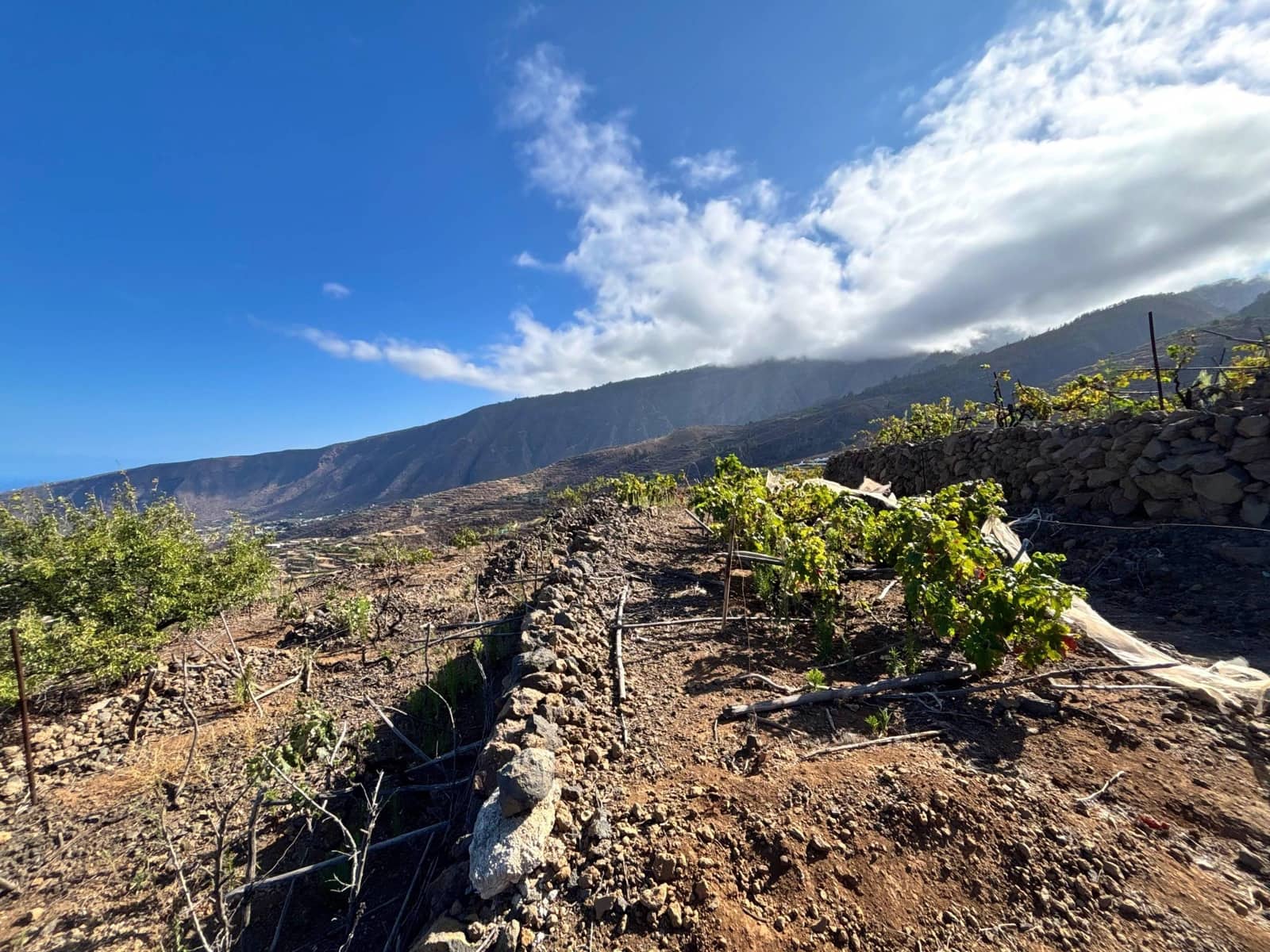 Undeveloped Land for sale in Guimar - € 69,500 (Ref: 9257292)