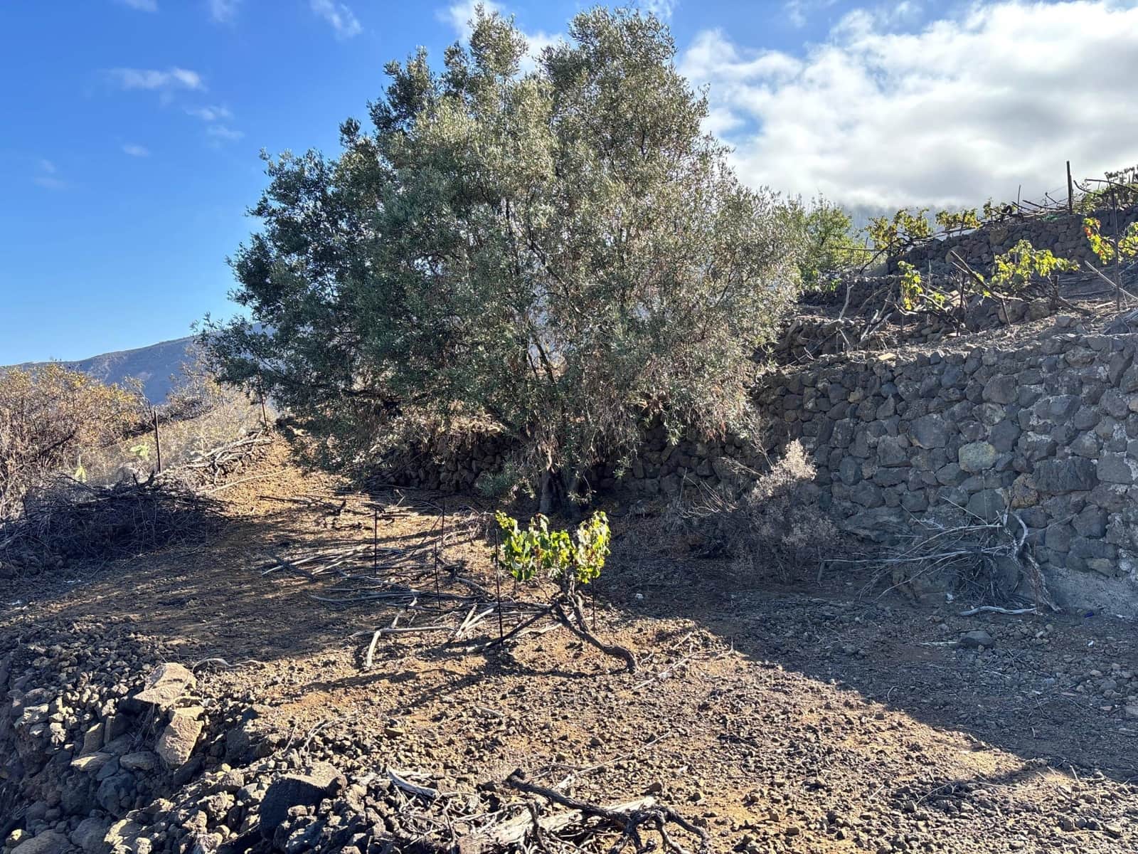 Undeveloped Land for sale in Guimar - € 69,500 (Ref: 9257292)