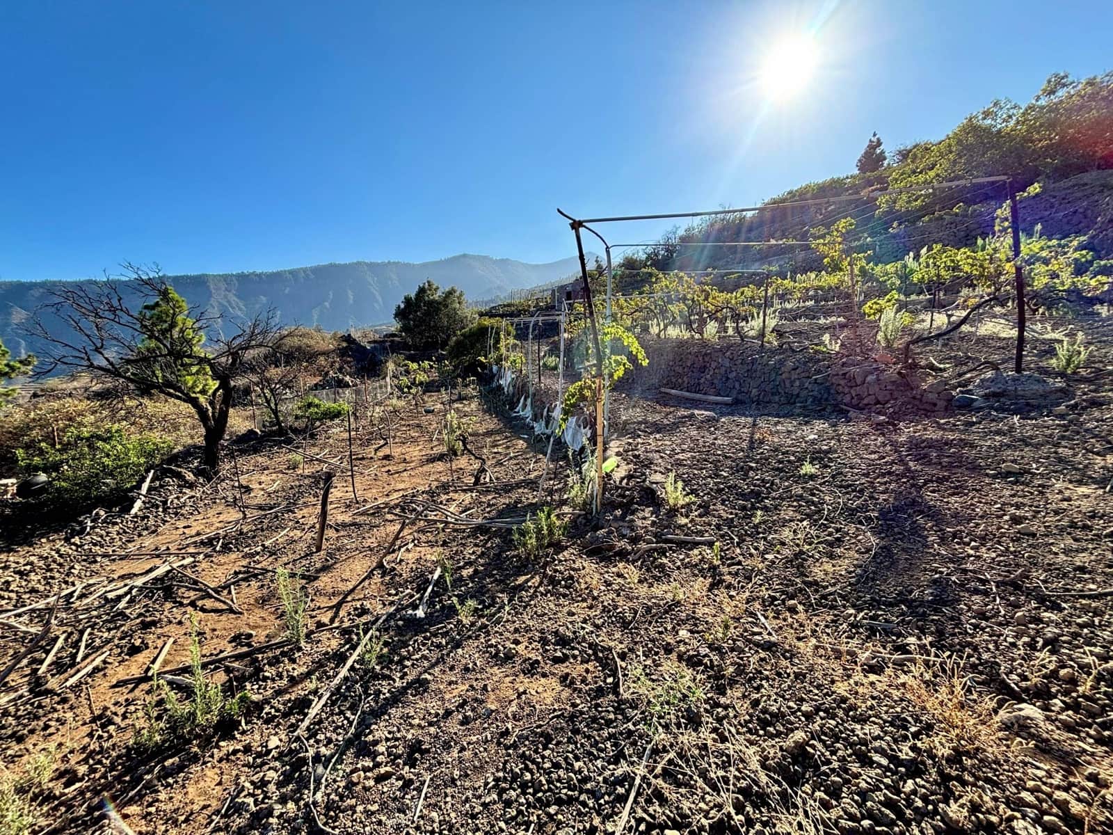 Undeveloped Land for sale in Guimar - € 69,500 (Ref: 9257292)