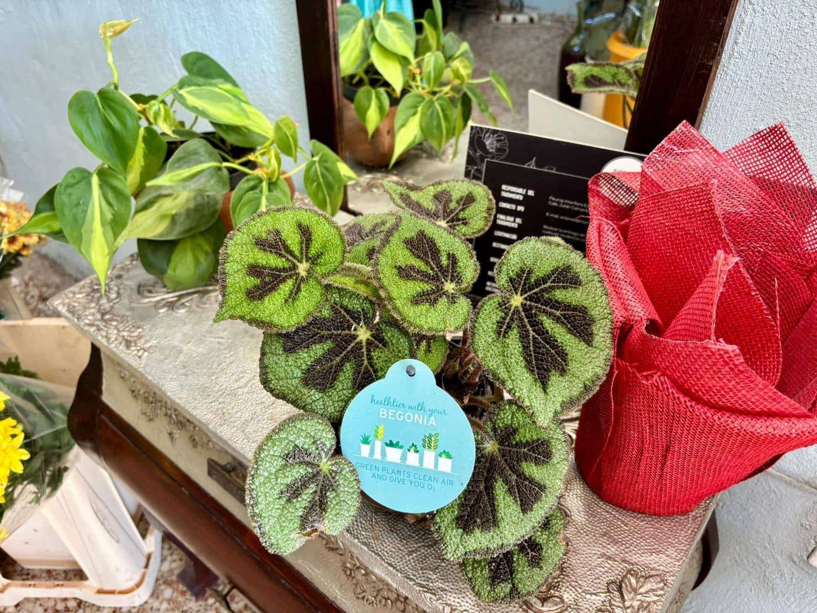 Commerciale da affittare in Guimar - 400 € (Rif: 9301051)