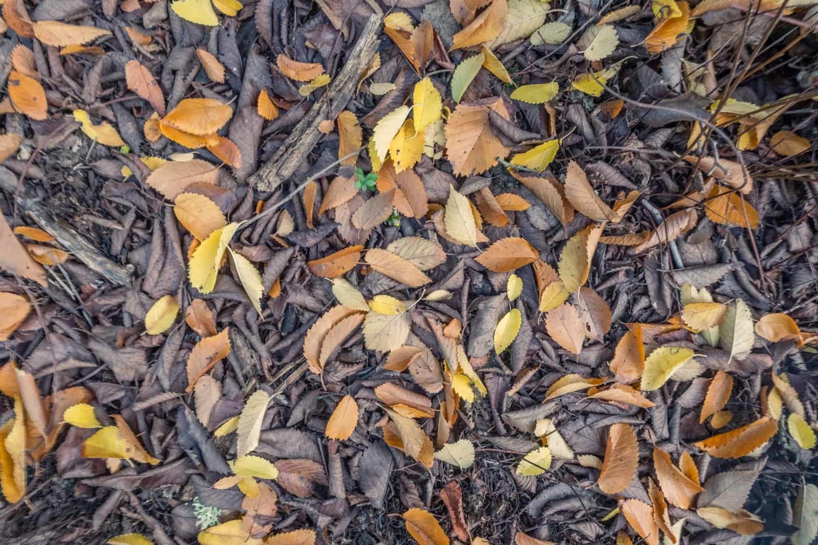 2 sypialnia Finka/Dom wiejski na sprzedaż w Valleseco - 65 000 € (Ref: 9452131)