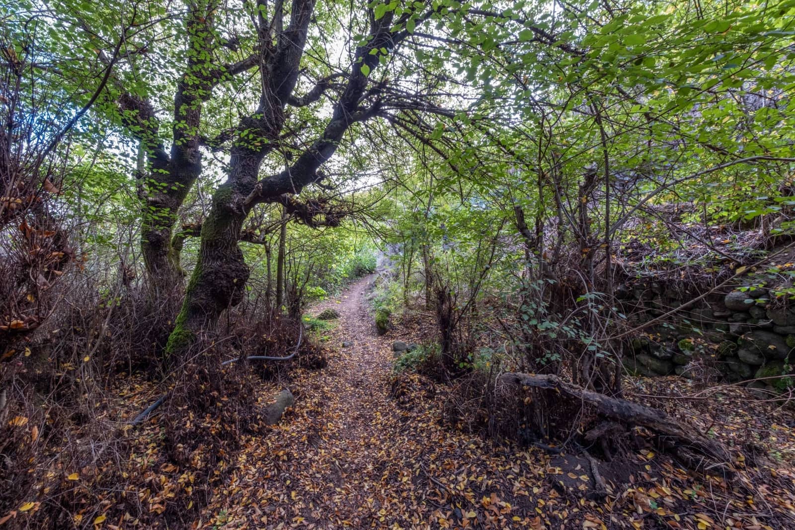 2 sypialnia Finka/Dom wiejski na sprzedaż w Valleseco - 65 000 € (Ref: 9452131)