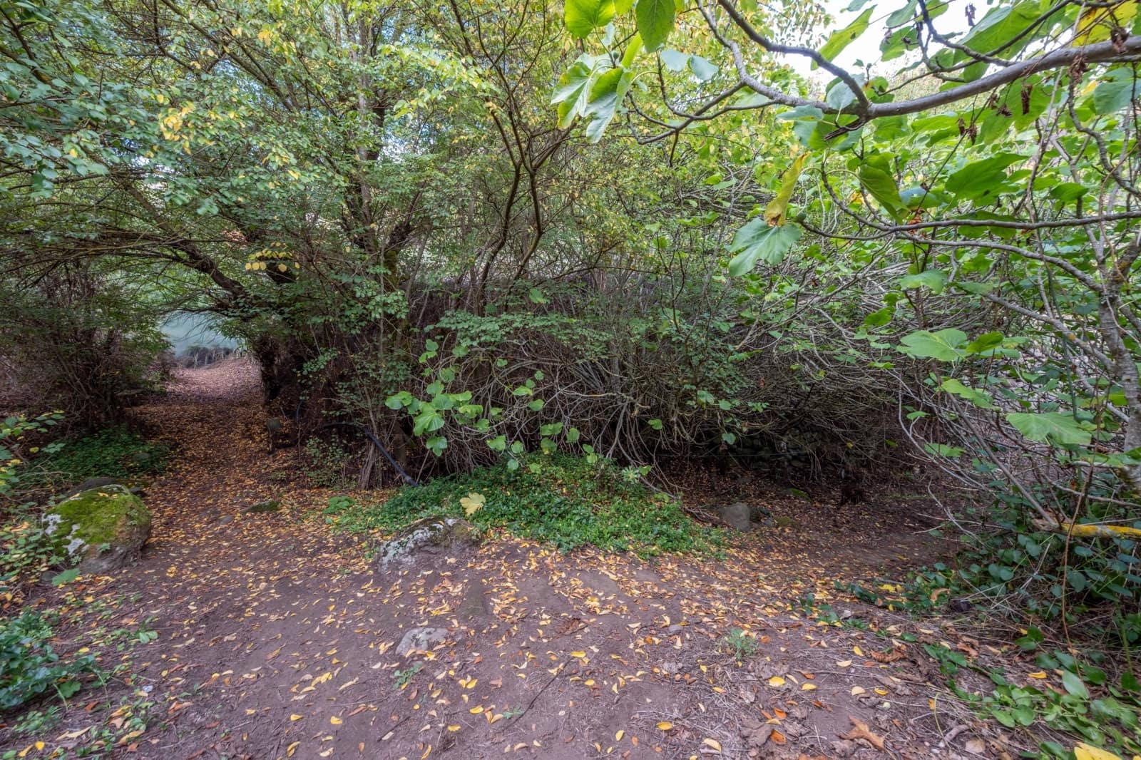 2 sypialnia Finka/Dom wiejski na sprzedaż w Valleseco - 65 000 € (Ref: 9452131)