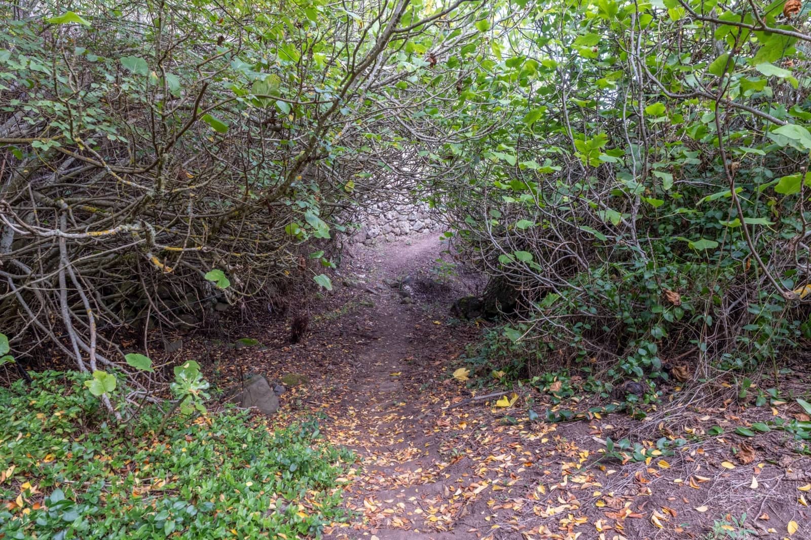 2 sypialnia Finka/Dom wiejski na sprzedaż w Valleseco - 65 000 € (Ref: 9452131)