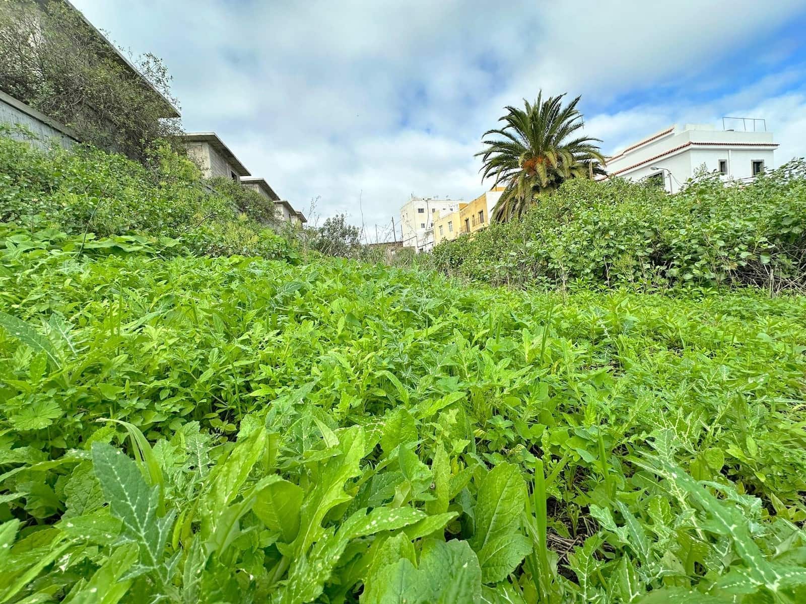 Building Plot for sale in Firgas - € 67,915 (Ref: 9518917)