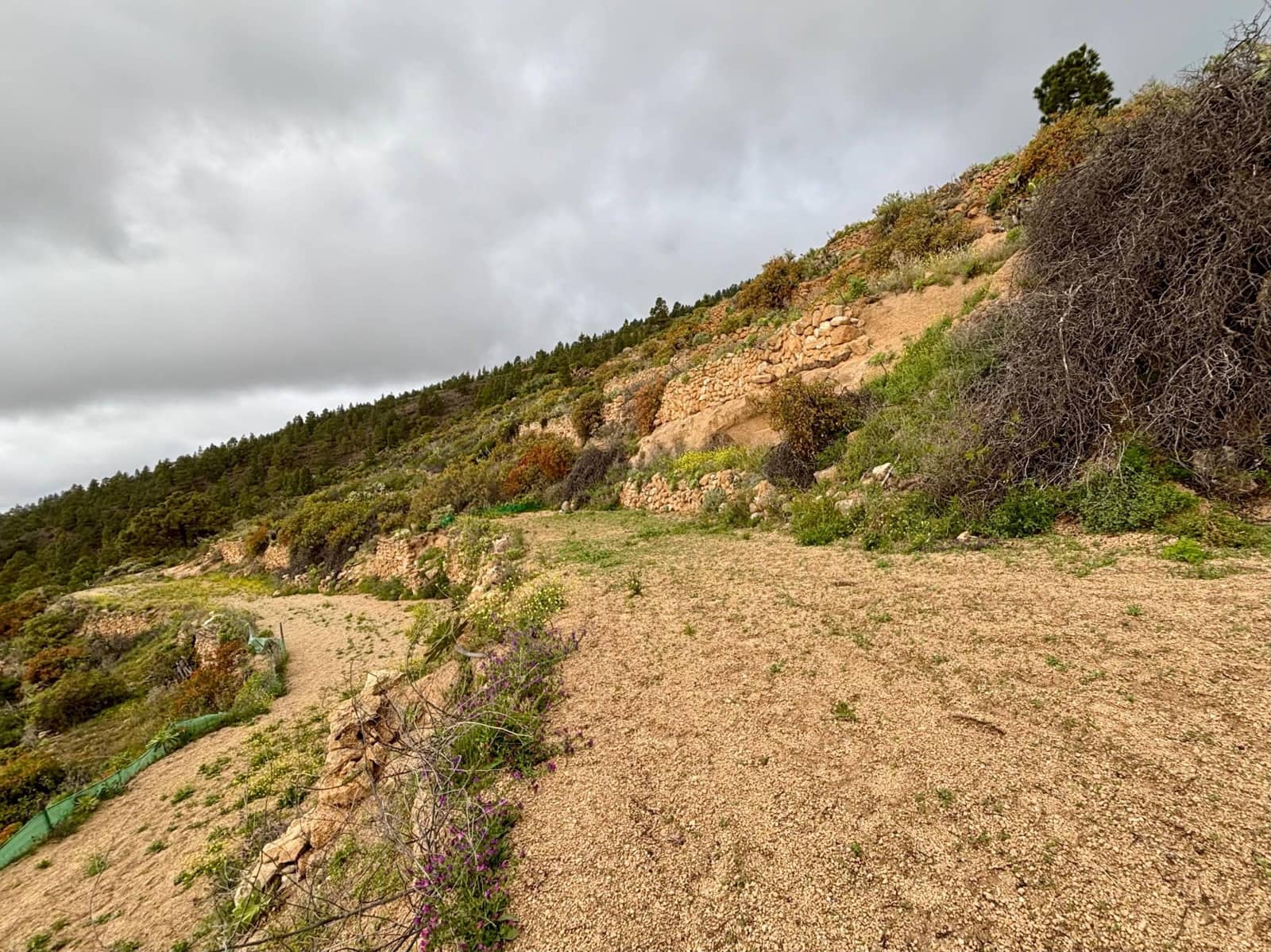 Terre non Aménagée à vendre à Guimar - 39 500 € (Ref: 9799265)