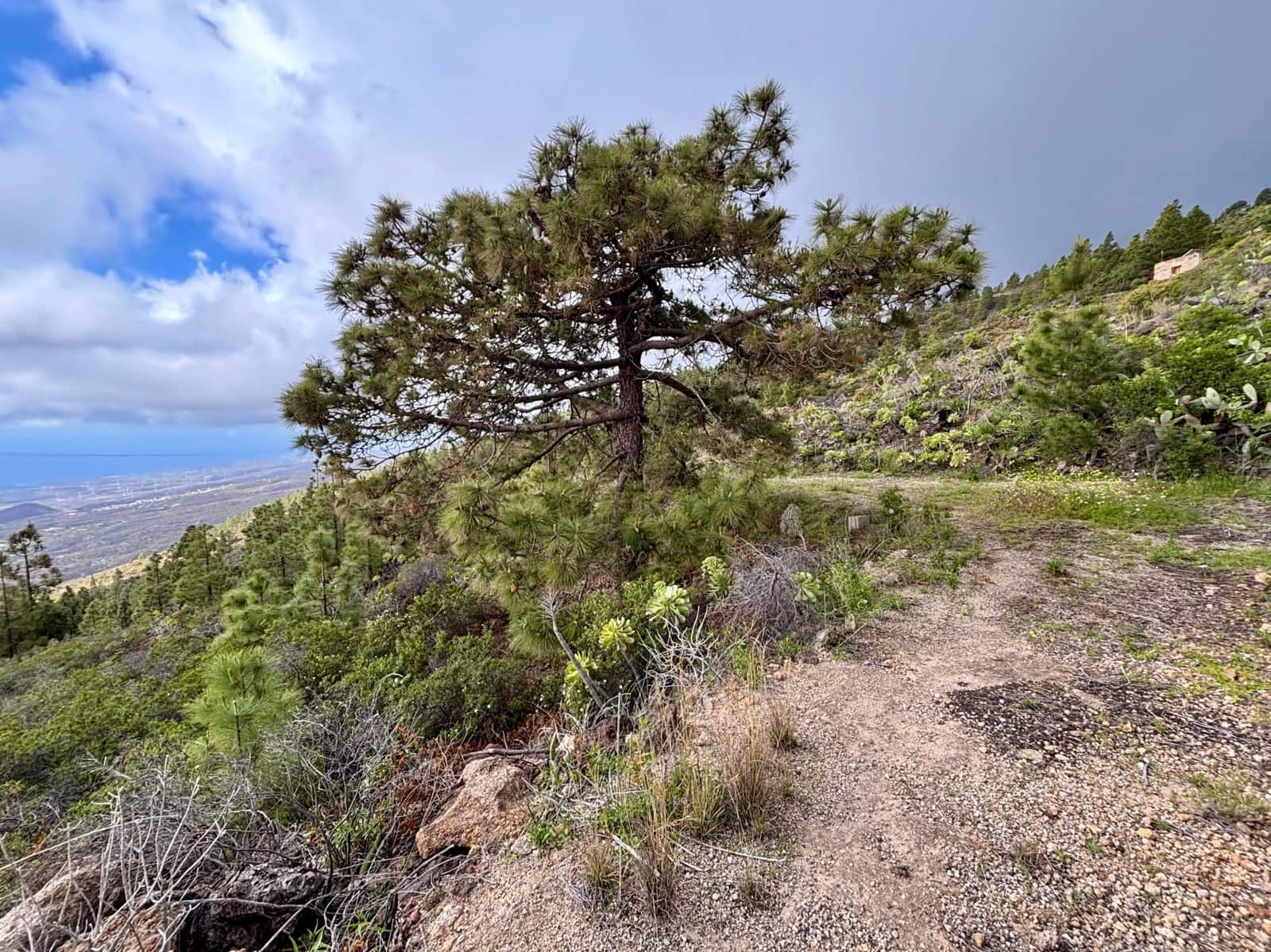 Terre non Aménagée à vendre à Guimar - 39 500 € (Ref: 9799265)