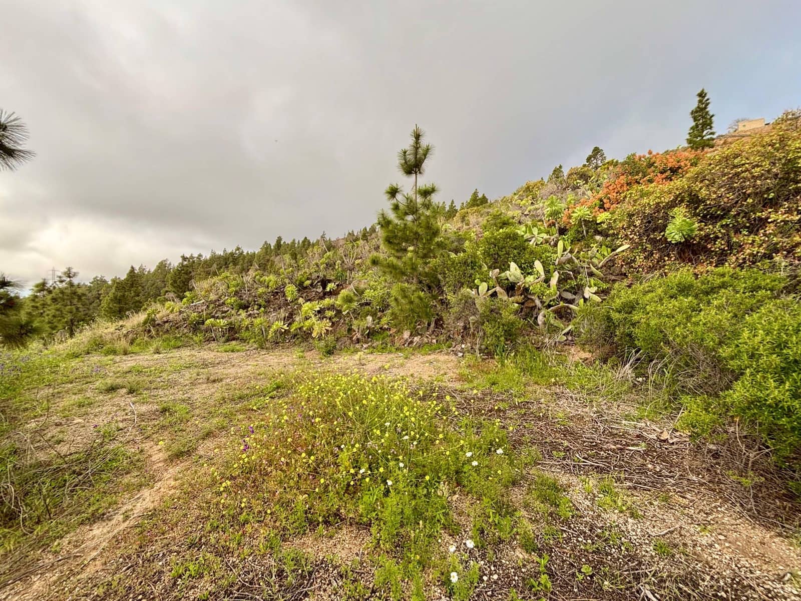 Terre non Aménagée à vendre à Guimar - 39 500 € (Ref: 9799265)