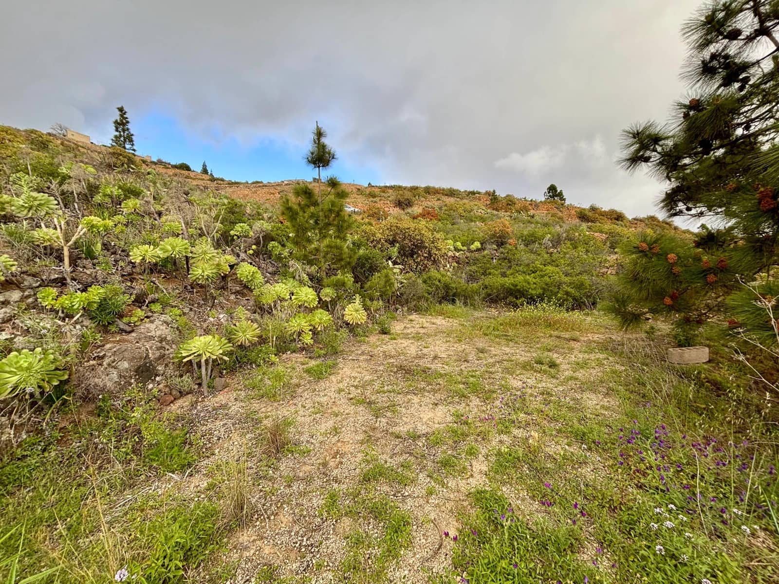 Terre non Aménagée à vendre à Guimar - 39 500 € (Ref: 9799265)