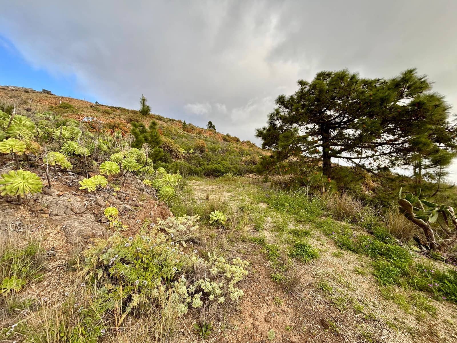 Terre non Aménagée à vendre à Guimar - 39 500 € (Ref: 9799265)