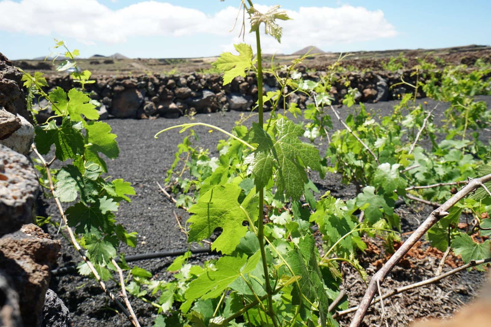 Undeveloped Land for sale in Tinajo - € 90,000 (Ref: 9822933)