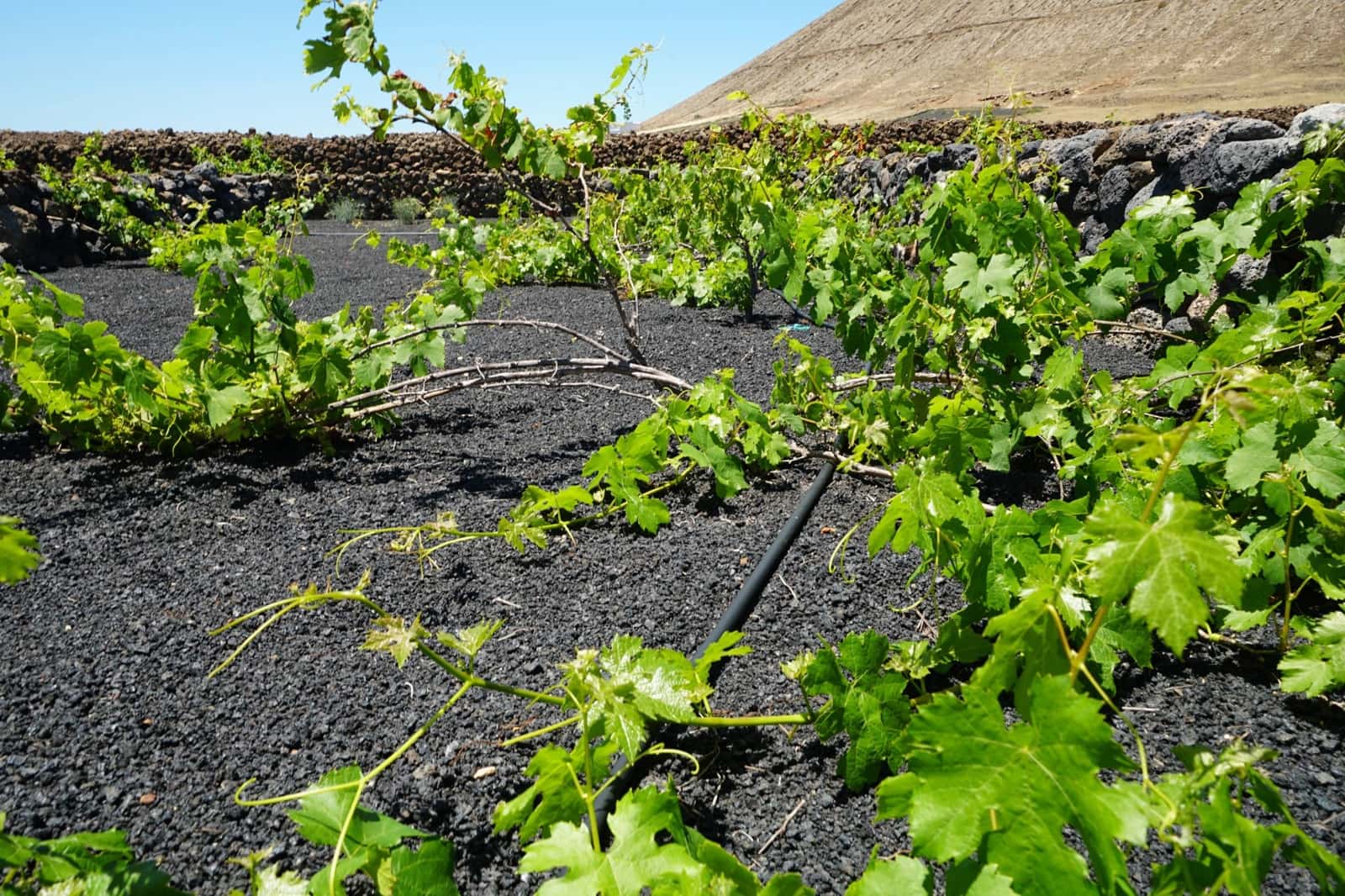 Undeveloped Land for sale in Tinajo - € 90,000 (Ref: 9822933)