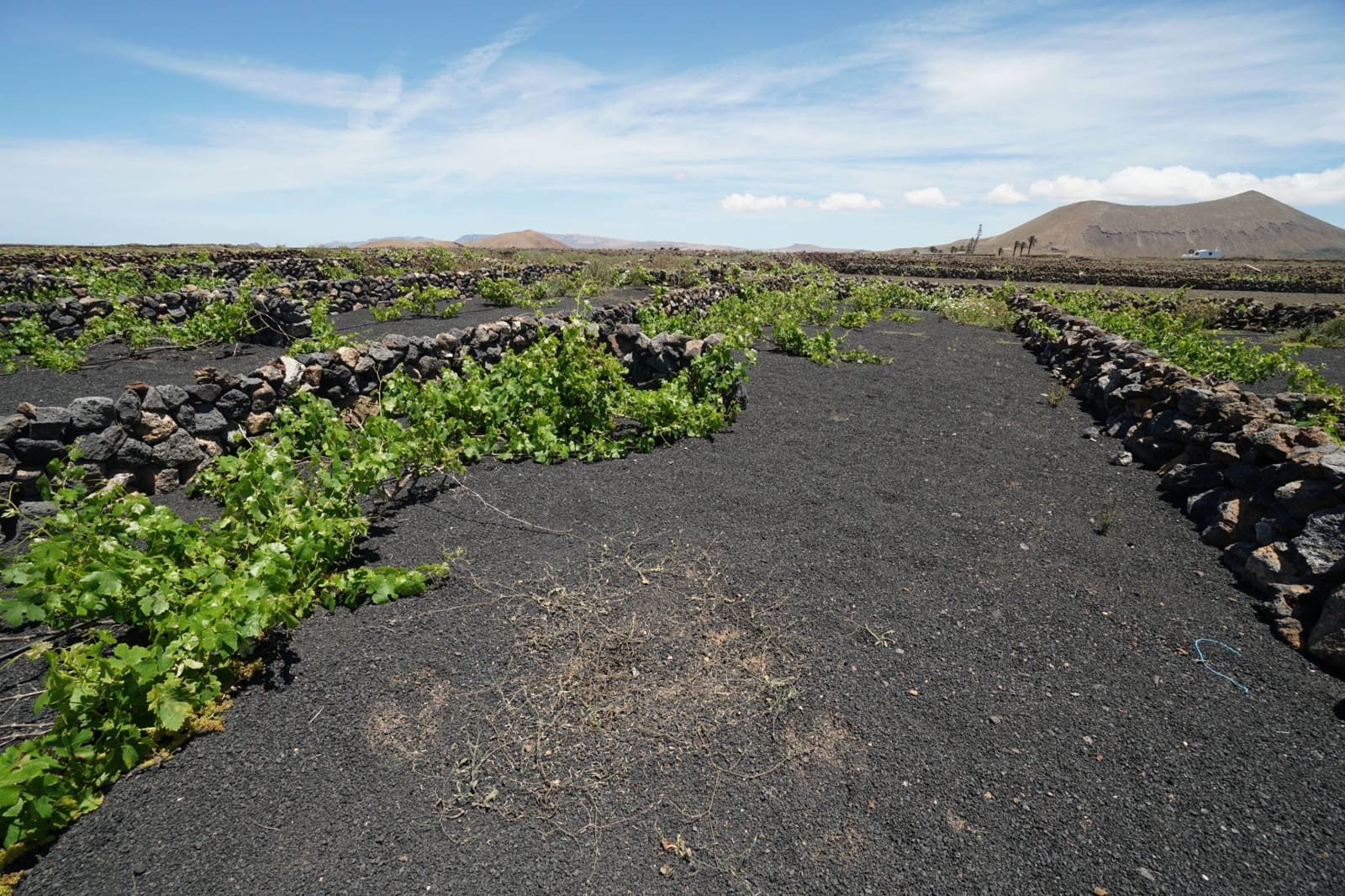 Undeveloped Land for sale in Tinajo - € 90,000 (Ref: 9822933)