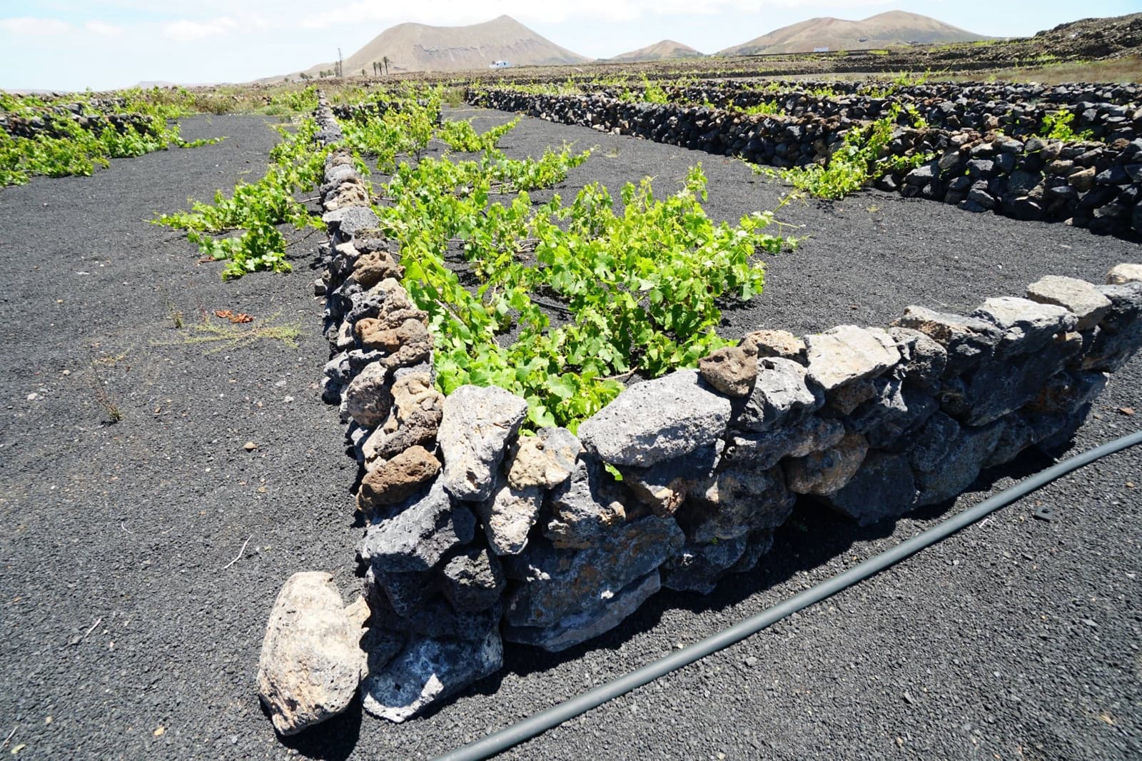 Undeveloped Land for sale in Tinajo - € 90,000 (Ref: 9822933)