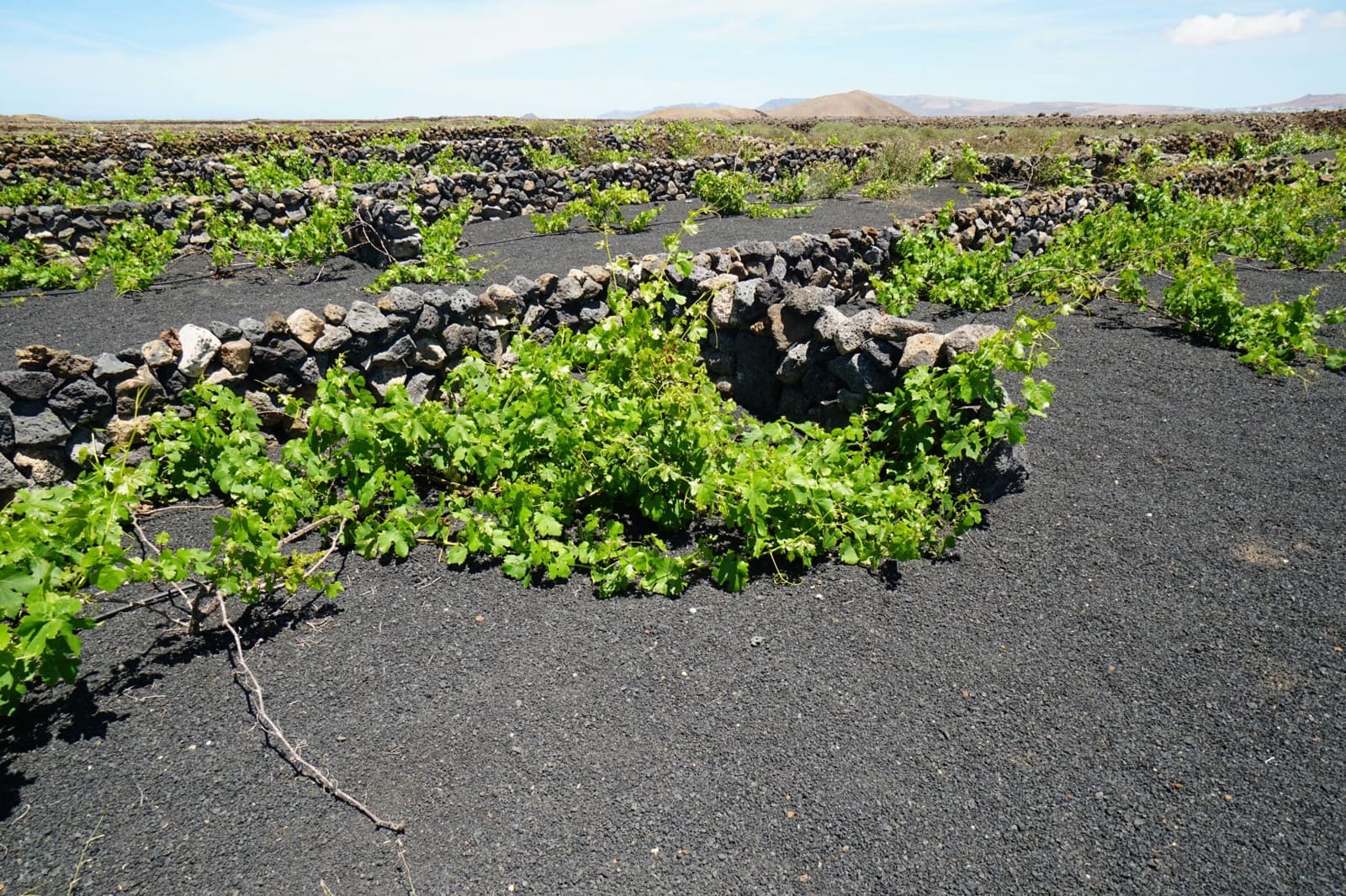Undeveloped Land for sale in Tinajo - € 90,000 (Ref: 9822933)
