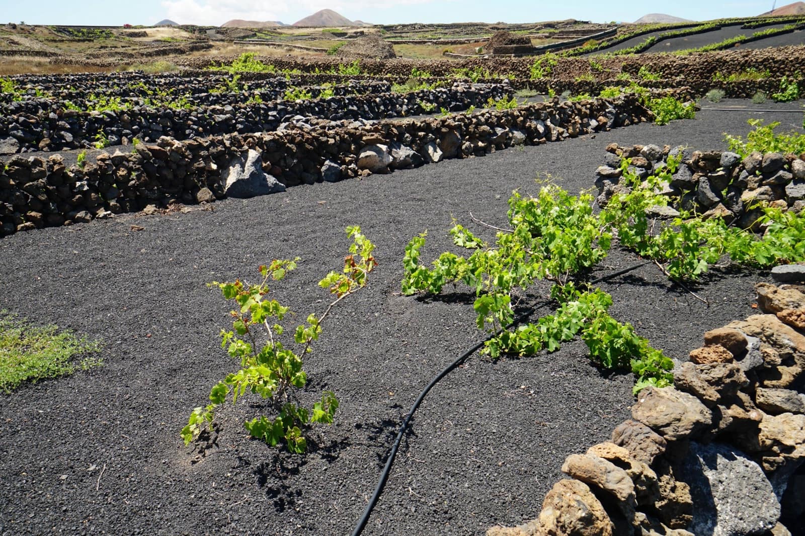 Undeveloped Land for sale in Tinajo - € 90,000 (Ref: 9822933)