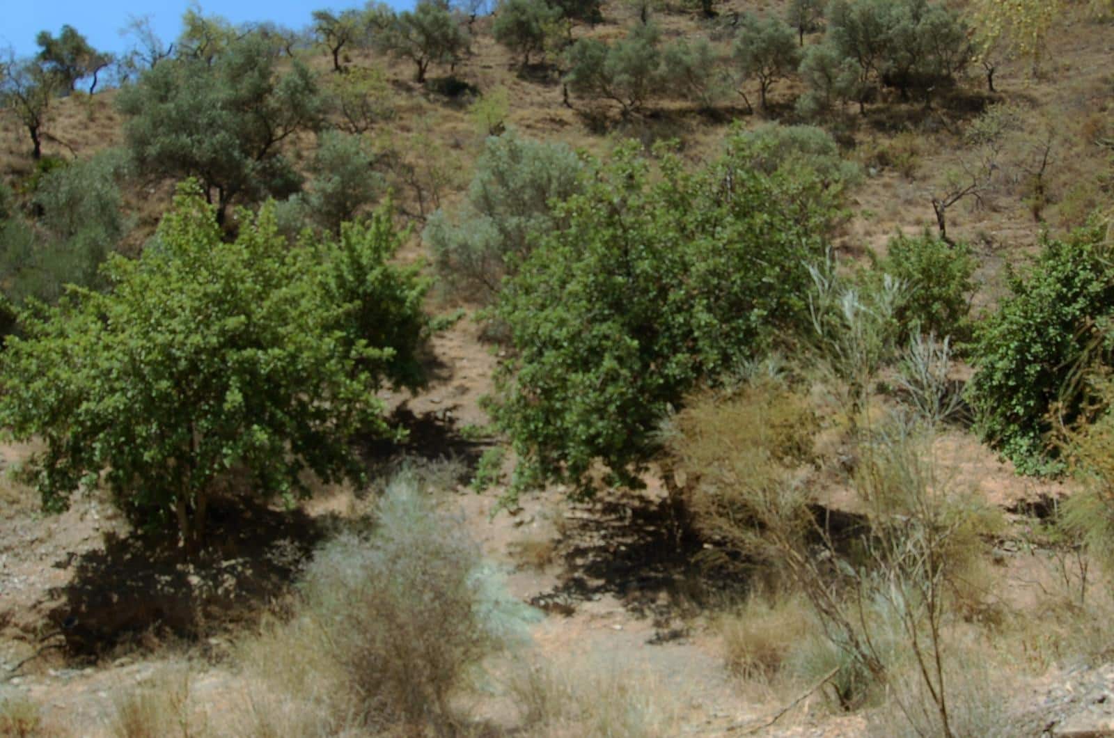 Finca/Landehus til salg i Cartama - € 600.000 (Ref: 3416547)