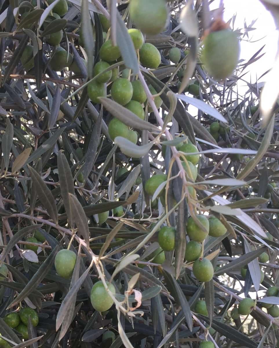 Finca/Landhuis te koop in Pizarra met zwembad - € 160.000 (Ref: 4397136)